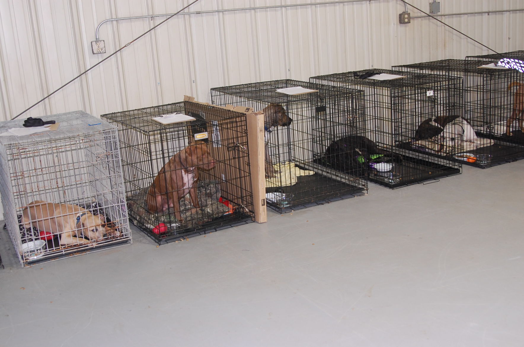 Piedmont animal rescue (1).JPG